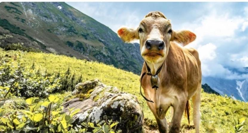 Ferienwohnung Weber Alpenveilchen Lechbruck Kültér fotó